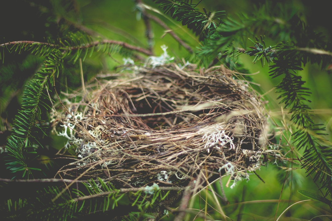 nest