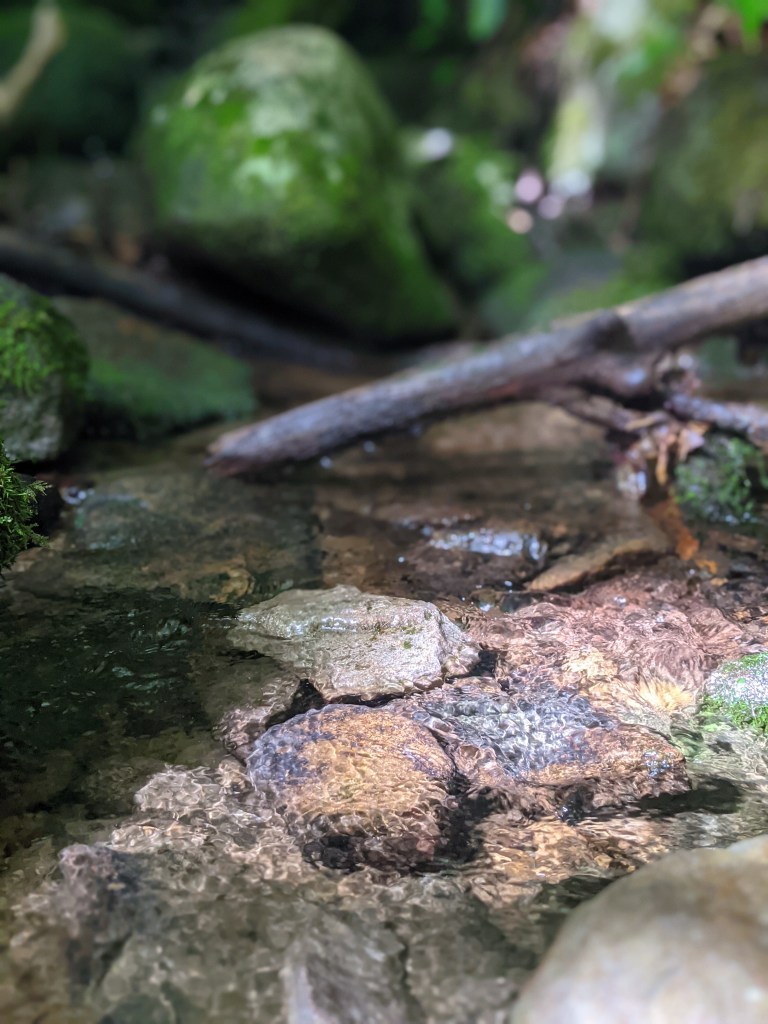 sunlight sparkles in a mountain stream